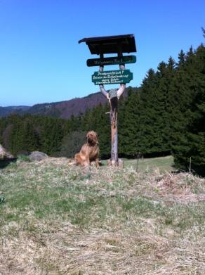 Wanderungen mit Hund in Gehlberg bei Oberhof